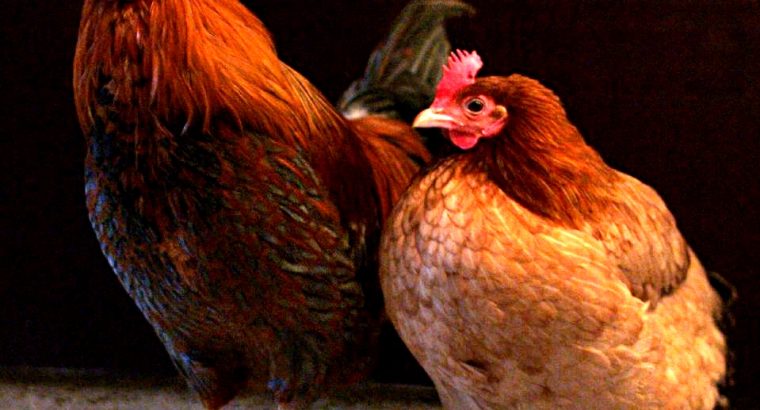 Poultry farming in Kenya: A 10 Steps Guide to get started