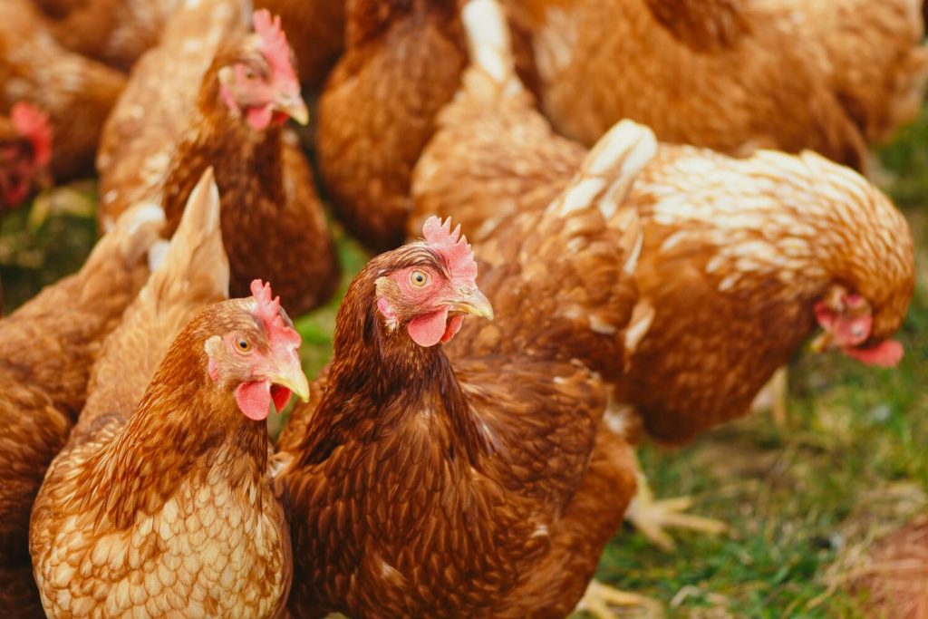 poultry farming business in Kenya guide on how to start.